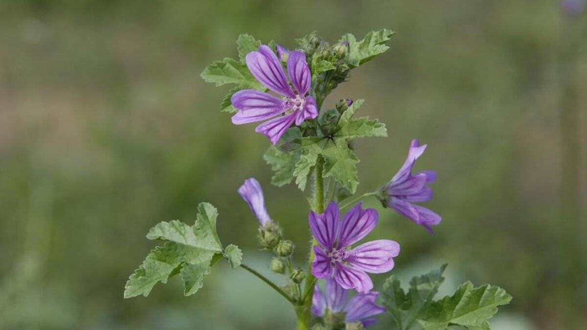 Doğal Bitkiler ve Ebegümeci